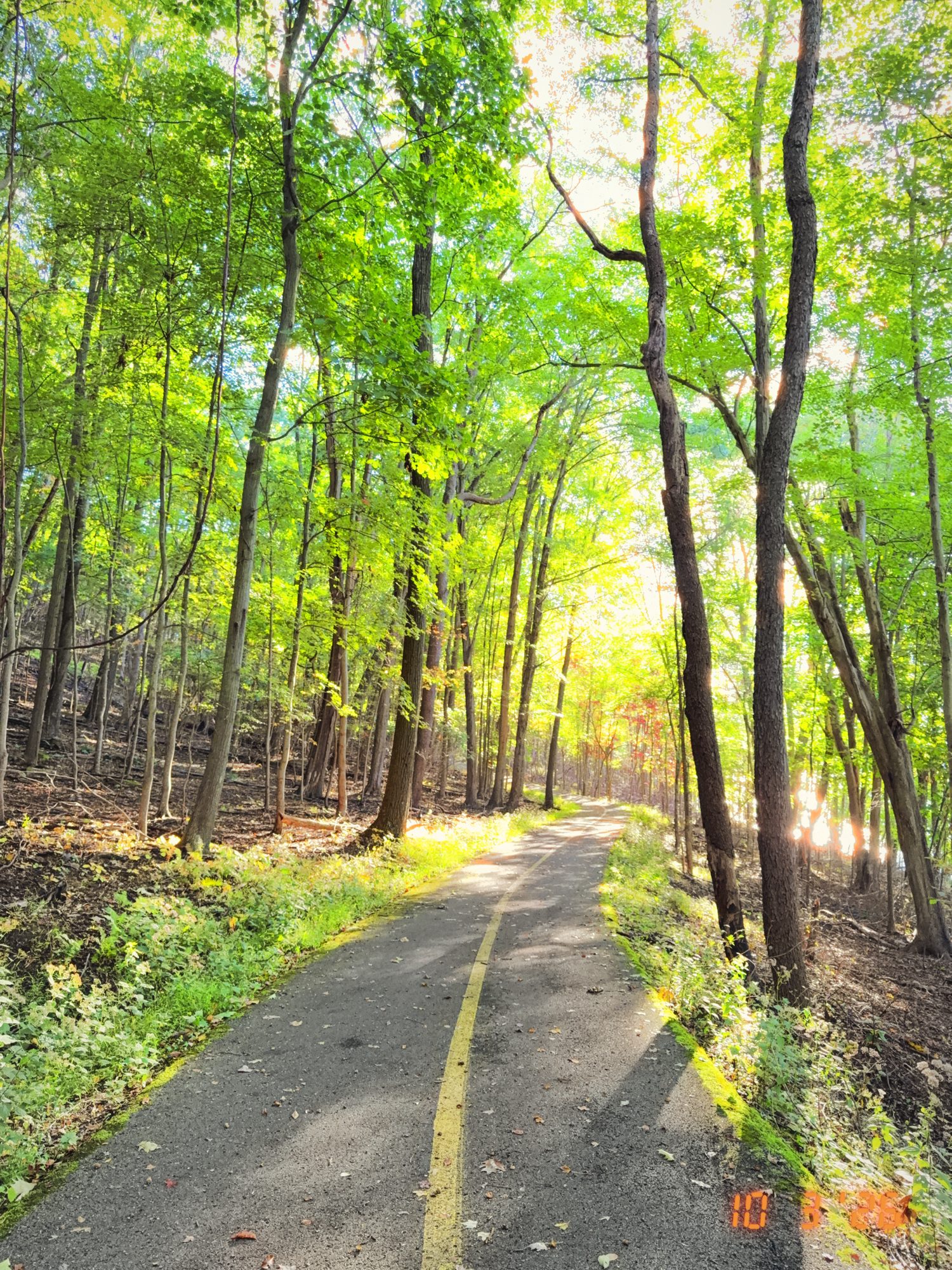 Paved trail with a yellow centre line running through tall, thin trees, morning sun breaking through the green canopy and a first touch of red leaves ahead